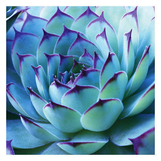 Colorful Cactus | Art Print