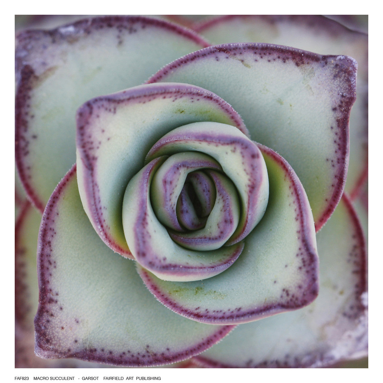 Macro Succulent by Garsot - FairField Art Publishing