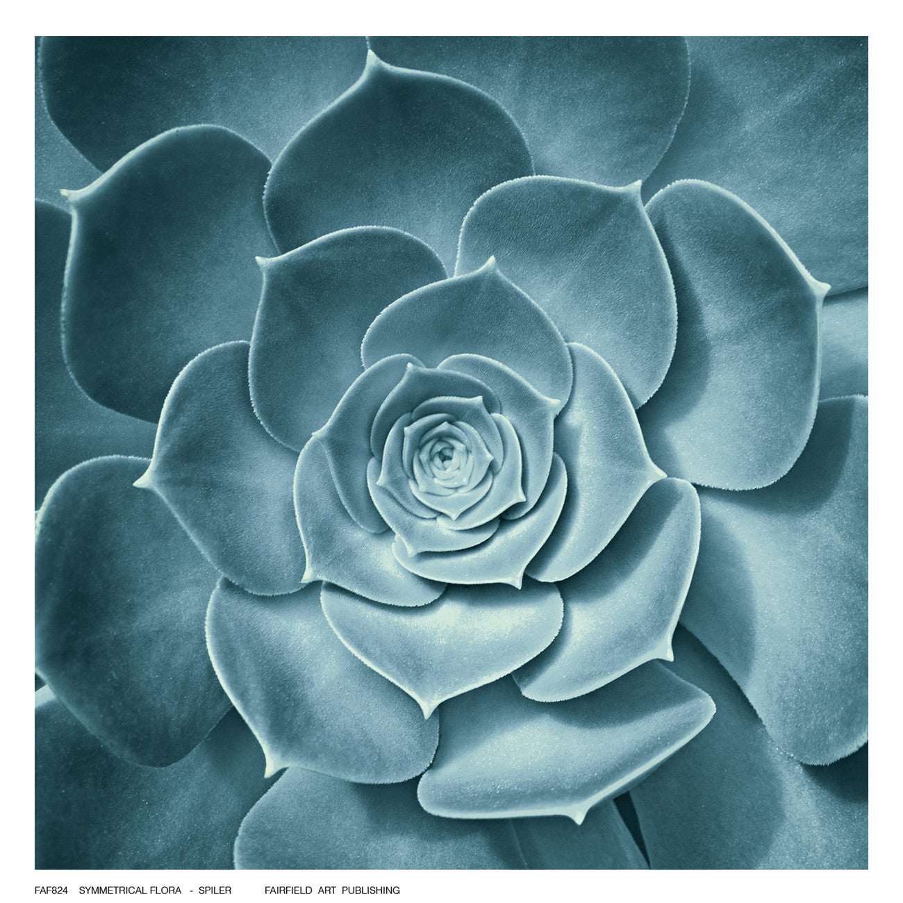 symmetrical succulent Symmetrical Flora