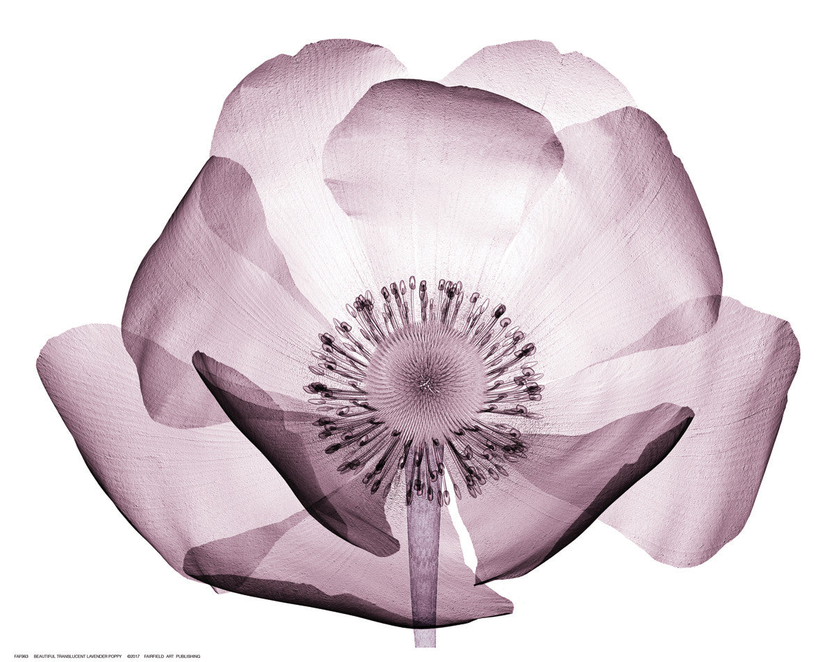 lavender poppy flower Beautiful Translucent Lavender Poppy