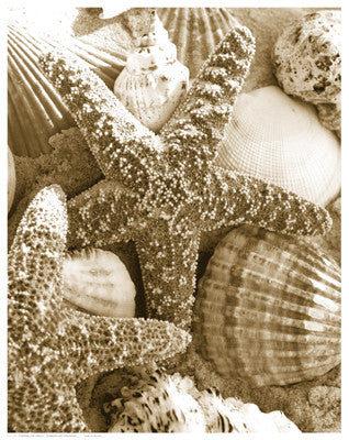 Starfish and Shells Posters by Anon - FairField Art Publishing