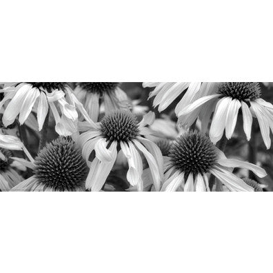 Echinacea Sunrise by Dennis Frates - FairField Art Publishing