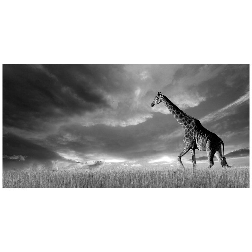 Giraffes, African Skies by Anon - FairField Art Publishing