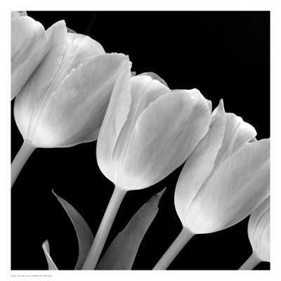 Tulip Line Posters by Anon - FairField Art Publishing