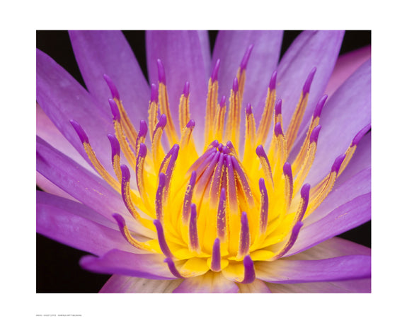 Violet Lotus Floral by Anon - FairField Art Publishing