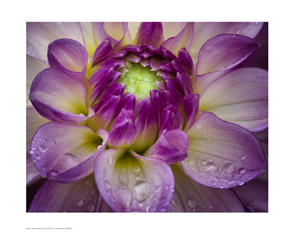 Dahlia Close Up by Dennis Frates - FairField Art Publishing