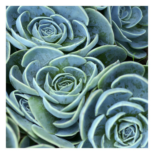 Blue Green Flora by Linjerry - FairField Art Publishing