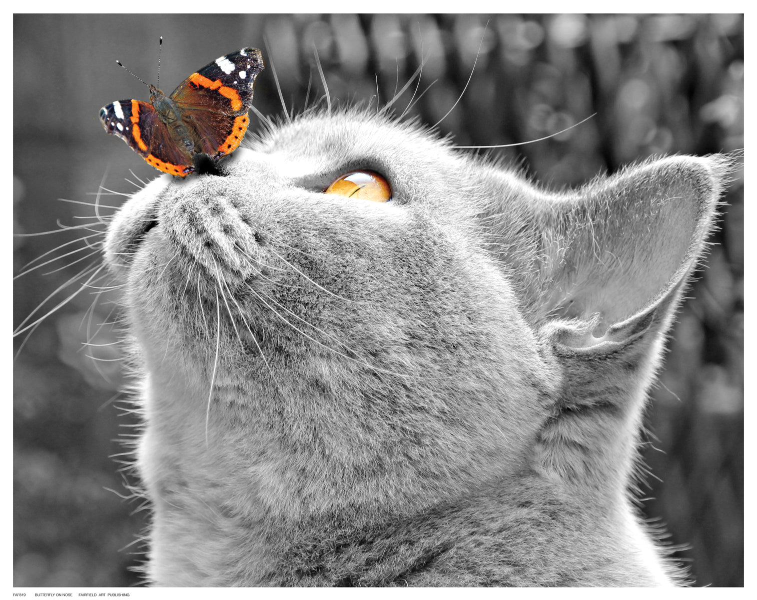 Butterfly on Nose by Anon - FairField Art Publishing