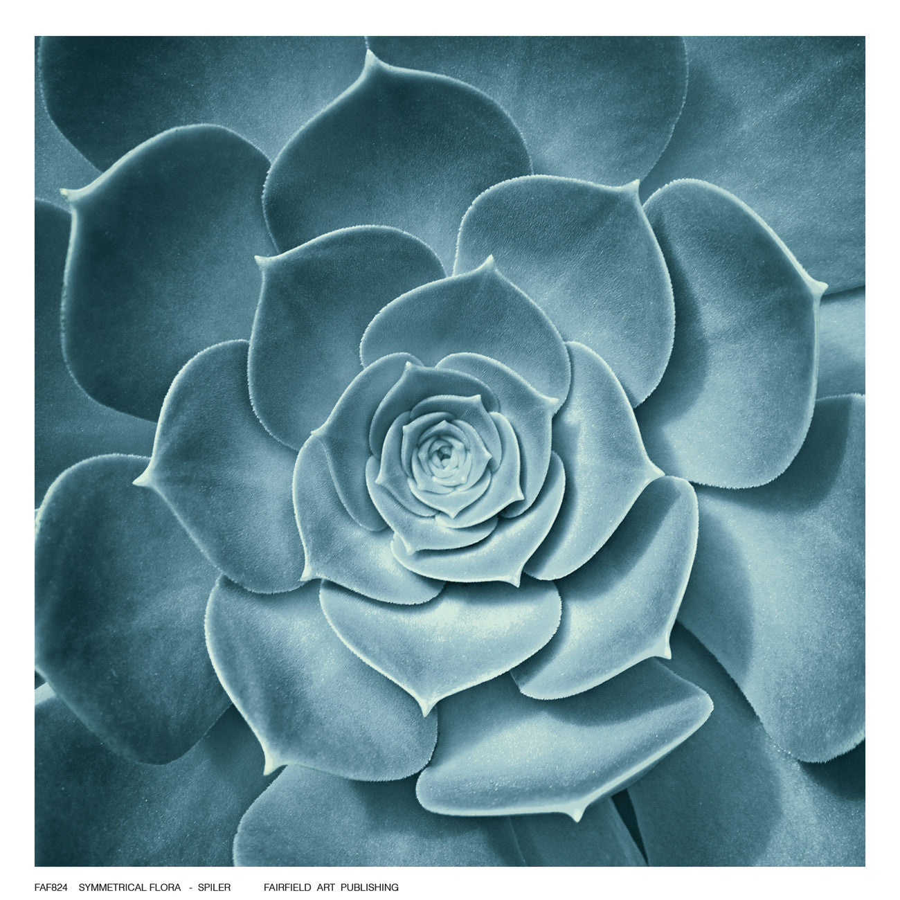 Symmetrical Flora Posters by Spiler - FairField Art Publishing