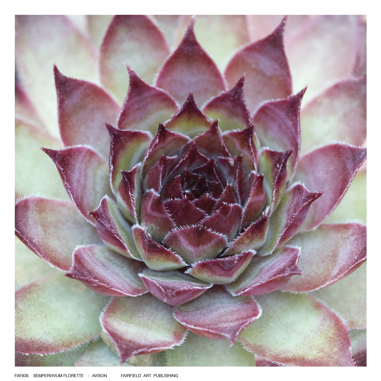 Sempervivum Florette Posters by Avison - FairField Art Publishing