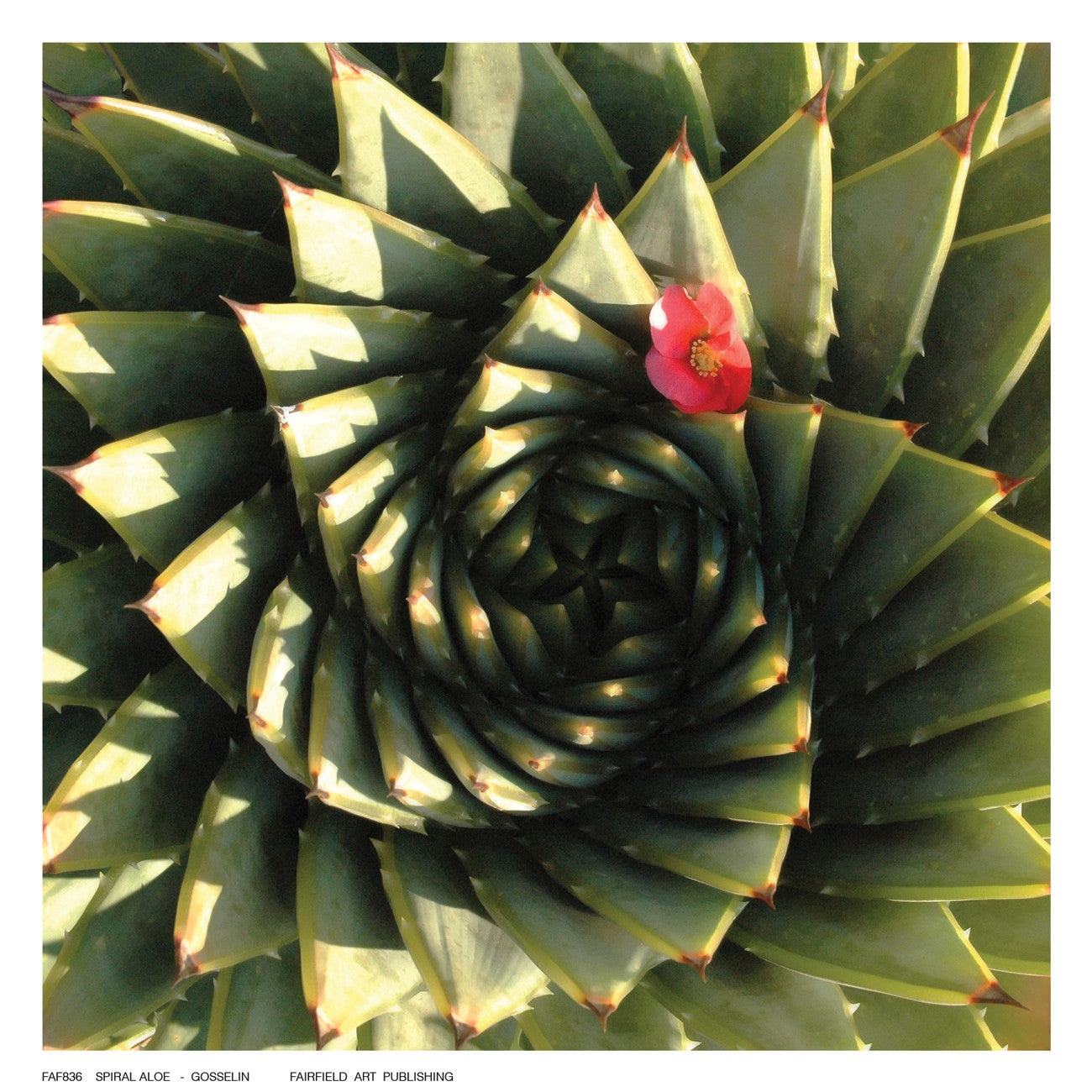 Spiral Aloe Posters by Gosselin - FairField Art Publishing