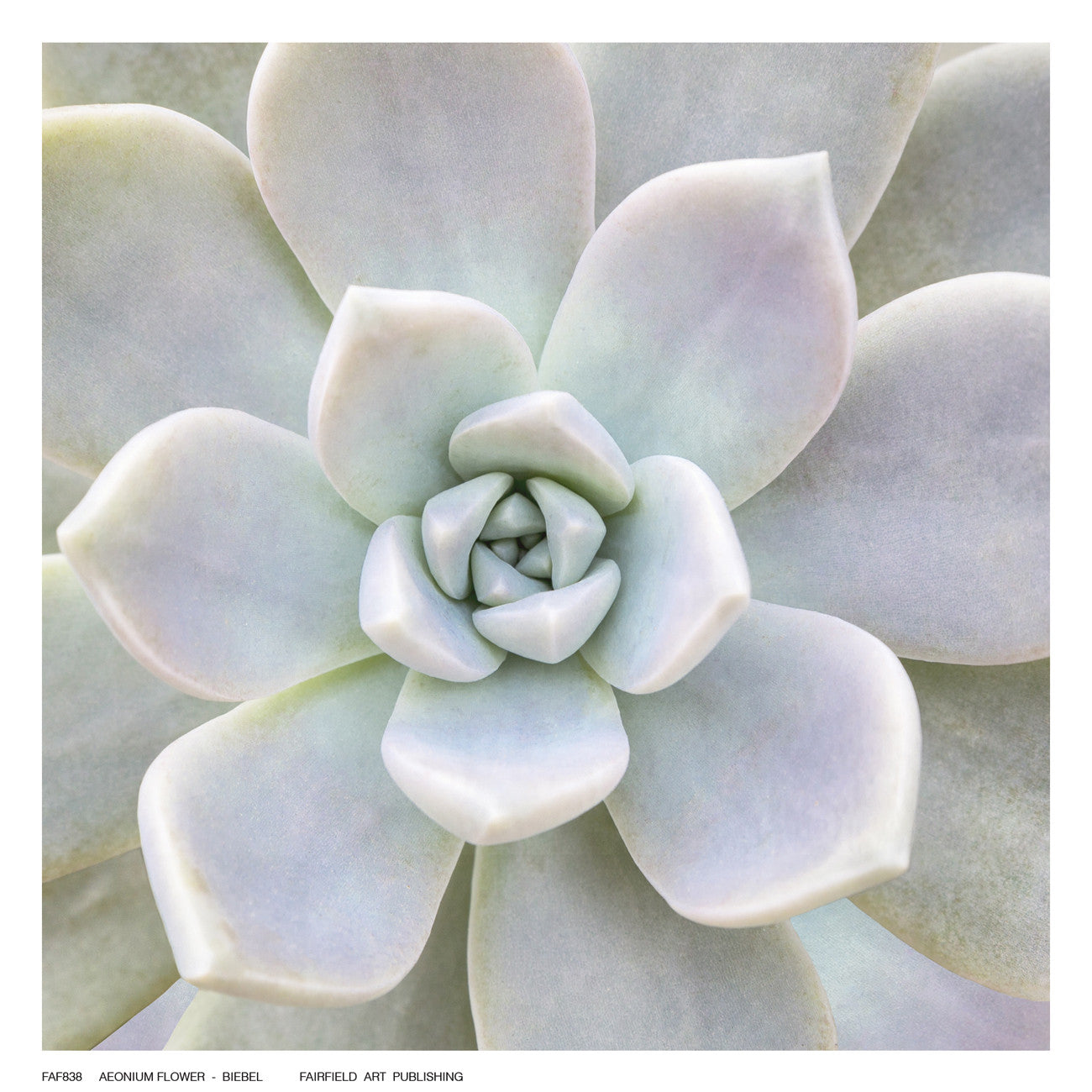 Aeonium Flower by Biebel - FairField Art Publishing