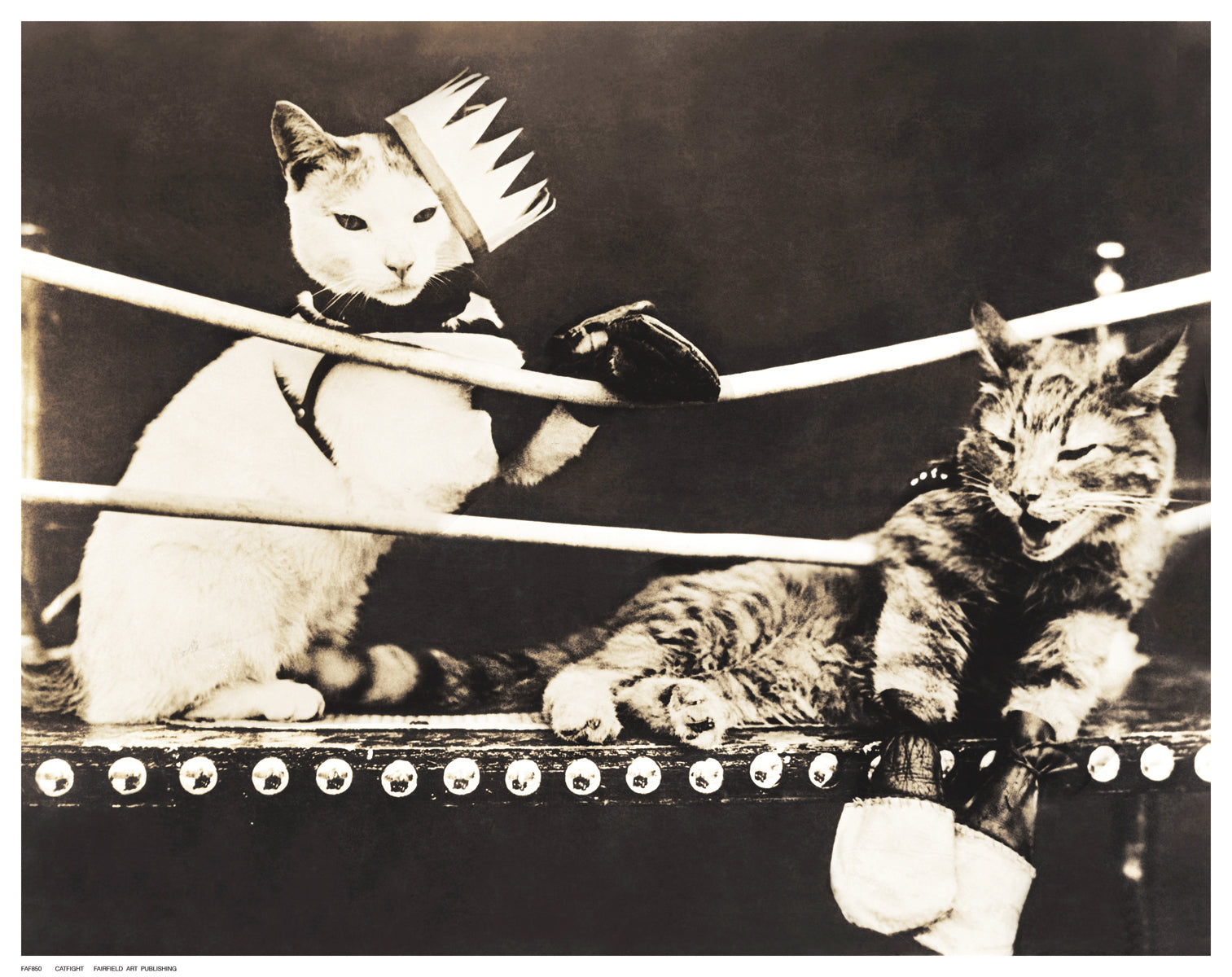 Catfight by Anon - FairField Art Publishing