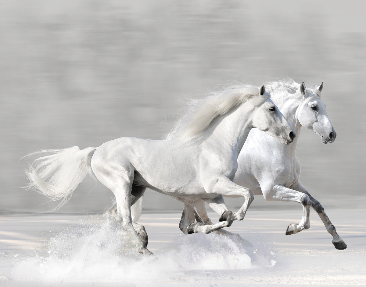 Winter Gallop Posters by V. Makarova - FairField Art Publishing