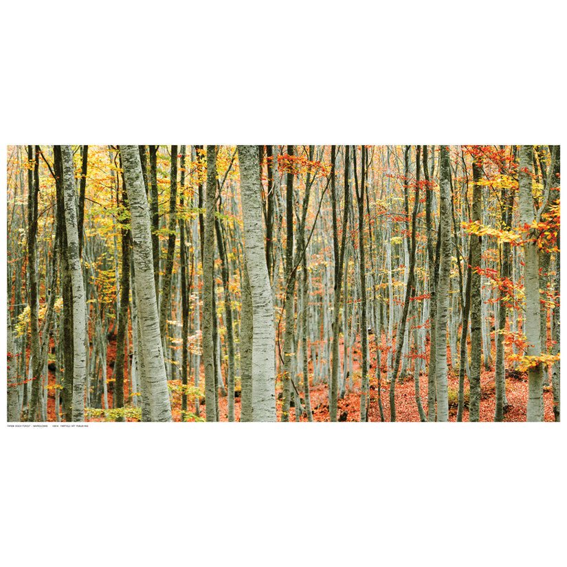 Beech Forest by Mavroudakis - FairField Art Publishing