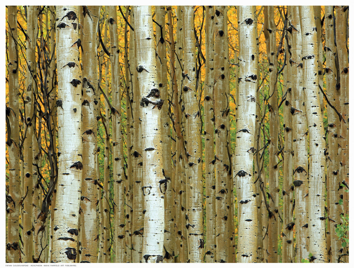 Golden Aspens by Adolphson - FairField Art Publishing