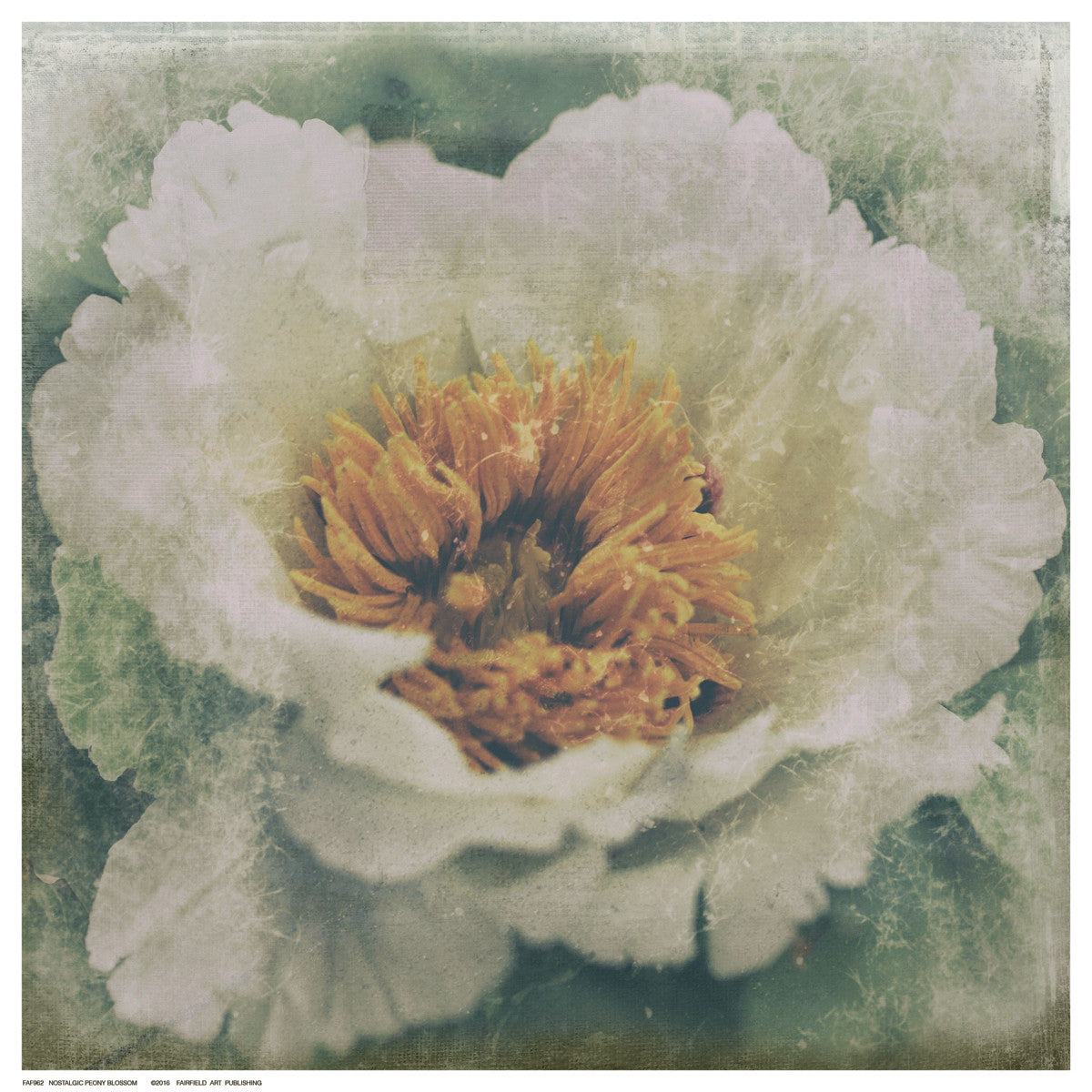 Nostalgic Peony Blossom by Anon - FairField Art Publishing