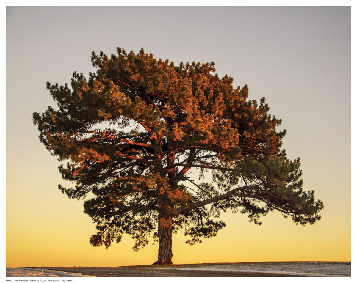 Pine at Sunset Posters by V. Francis - FairField Art Publishing