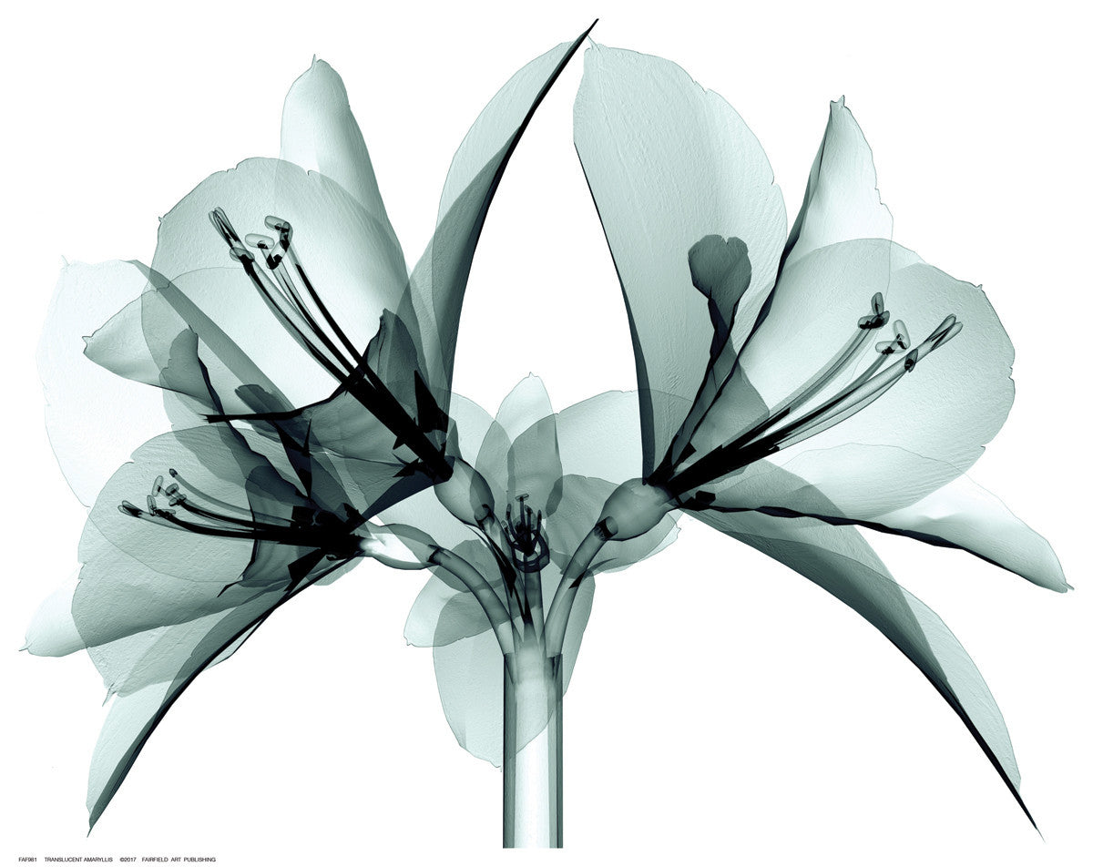Translucent Amaryllis Posters by Anon - FairField Art Publishing