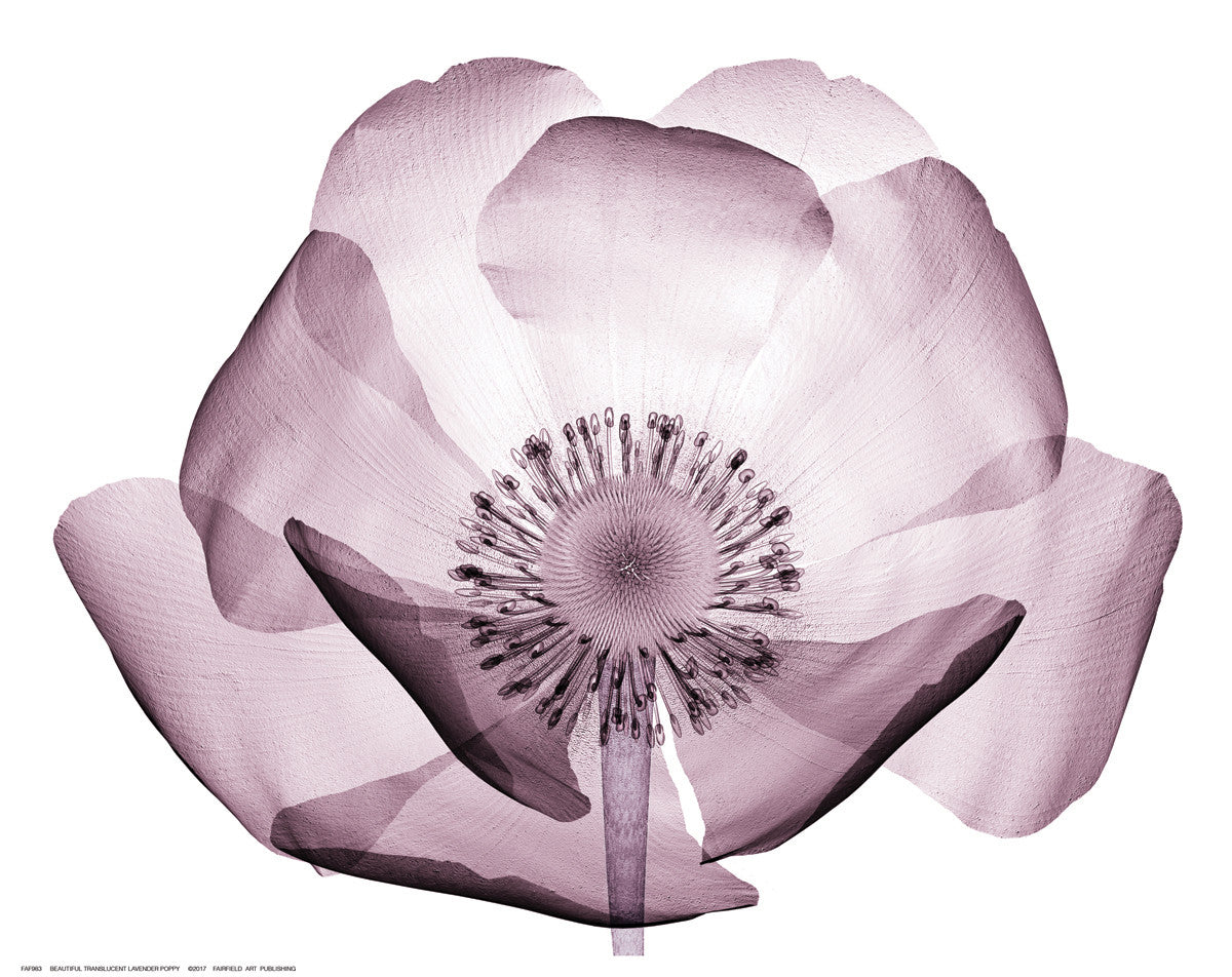 Beautiful Translucent  Lavender Poppy by Anon - FairField Art Publishing
