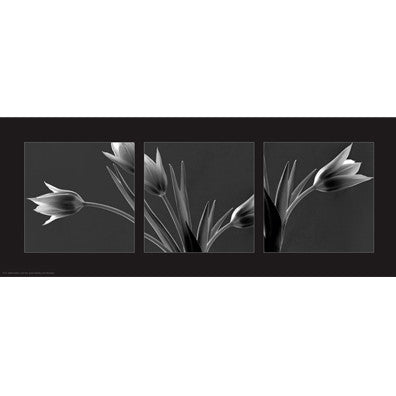 Tulip Trio Posters by Dennis Frates - FairField Art Publishing