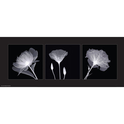 Sheer B&W Floral Trio Posters by Anon - FairField Art Publishing