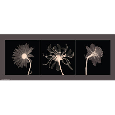 Translucent Floral Trio Posters by Anon - FairField Art Publishing