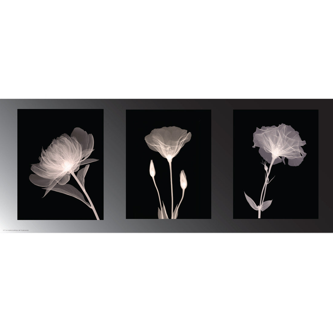 Champagne Floral Trio by Anon - FairField Art Publishing