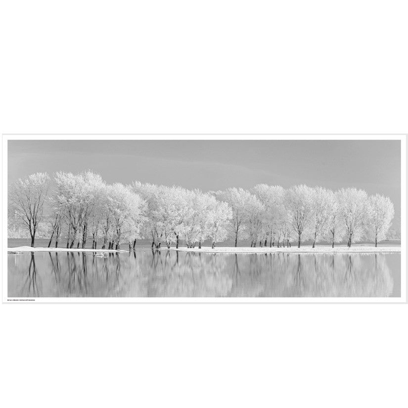 Snow Trees along the Lake Posters by Jordache - FairField Art Publishing