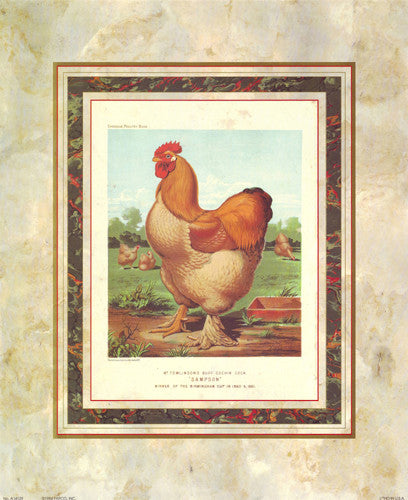 Buff. Cochin Cock by J.W. Ludlow - Cassells Poultry Book - FairField Art Publishing