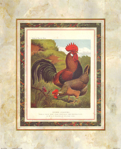 Brown Leg Horn by J.W. Ludlow - Cassells Poultry Book - FairField Art Publishing