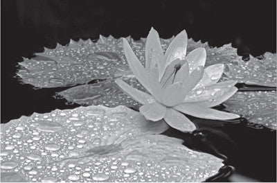 Droplets on Water Lily by Dennis Frates - FairField Art Publishing