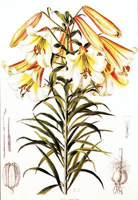 Lilium Centifolium by Lilian Snelling - FairField Art Publishing