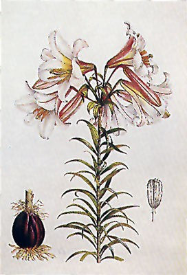 Lilium Regale by Lilian Snelling - FairField Art Publishing