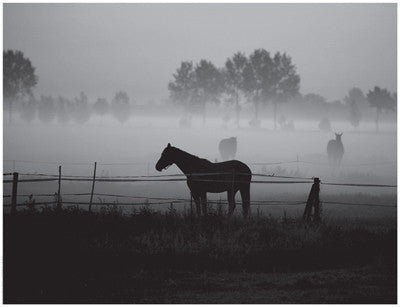Grazing in the Mist by Anon - FairField Art Publishing