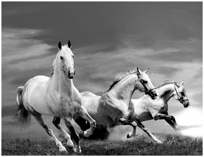 White Stallions Posters by Anon - FairField Art Publishing