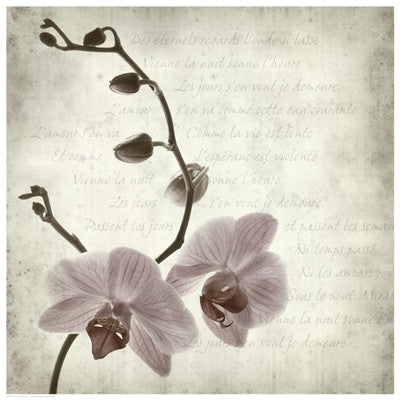 Retro Orchid Floral by Anon - FairField Art Publishing