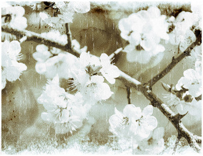 White Blossoms in Sepia Posters by Anon - FairField Art Publishing