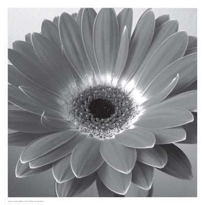 Glowing Gerbera by Anon - FairField Art Publishing