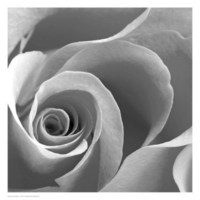 Rose Spiral II Floral by Anon - FairField Art Publishing