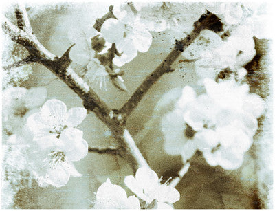 White Blossoms in Sepia II Posters by Anon - FairField Art Publishing