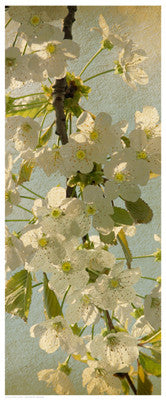 Spring Bloom Posters by Anon - FairField Art Publishing
