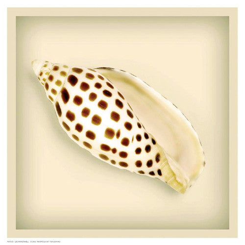 Leopard Shell by Anon - FairField Art Publishing
