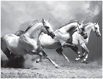 White Stallions II Posters by Anon - FairField Art Publishing
