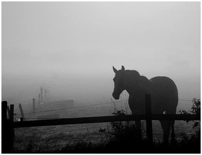 Grazing in the Mist II by Anon - FairField Art Publishing