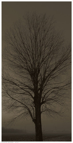 Tree Silhouette Posters by Anon - FairField Art Publishing