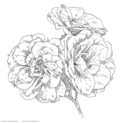 Rose Bud Sketch Floral by Anon - FairField Art Publishing
