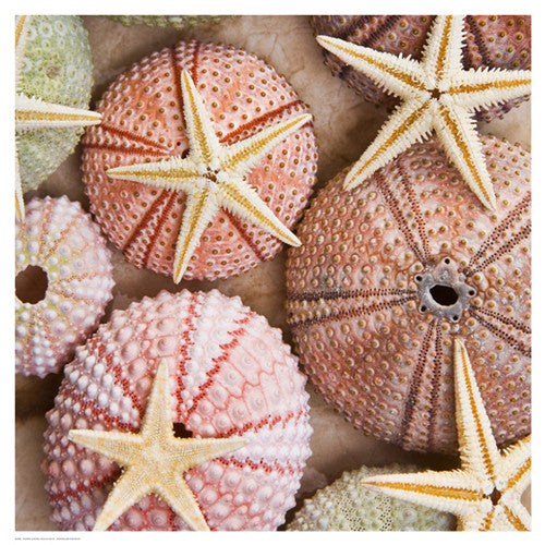Starfish & Sea Urchins Posters by Bramwell - FairField Art Publishing