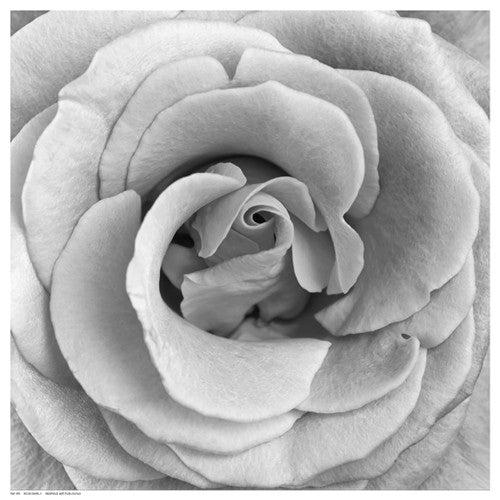 Rose Swirl II Floral by Anon - FairField Art Publishing