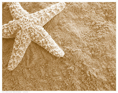 Starfish in the Sand Posters by Anon - FairField Art Publishing